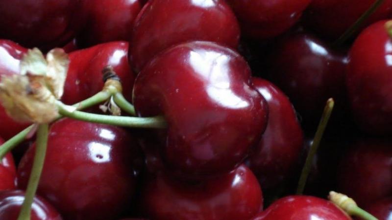 Exportaciones chilenas de fruta crecen en volumen y valor