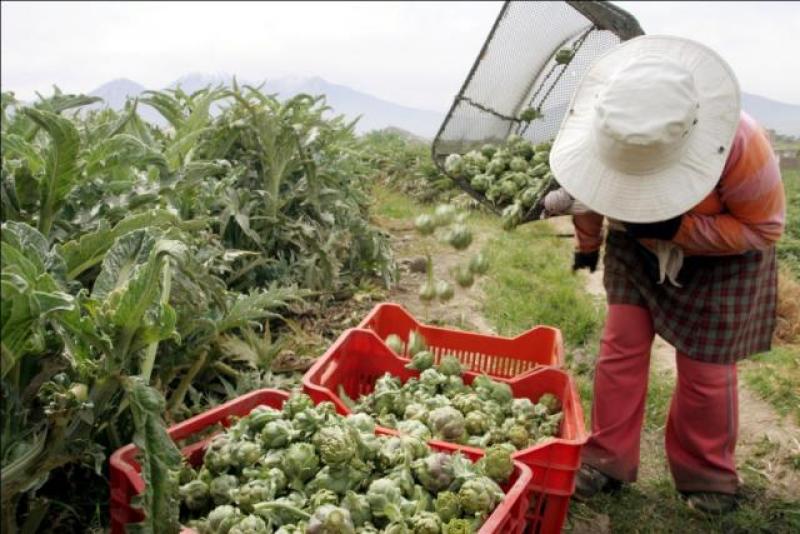 EXPORTACIONES DE ALCACHOFAS CRECIERON 11% DURANTE ENERO Y SETIEMBRE DE ESTE AÑO