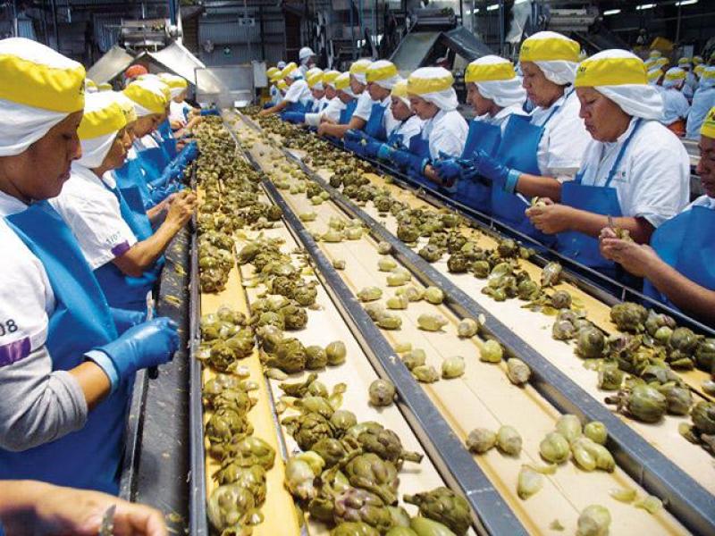 EXPORTACIONES DE ALCACHOFAS SUMARON US$ 24.7 MILLONES