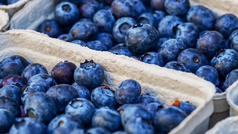 Exportaciones de arándano a Estados Unidos crecieron en valor 79.5 % a julio de este año