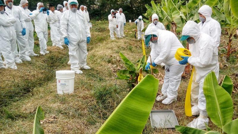 Exportaciones de banano crecen en valor 24,6% a agosto del 2026