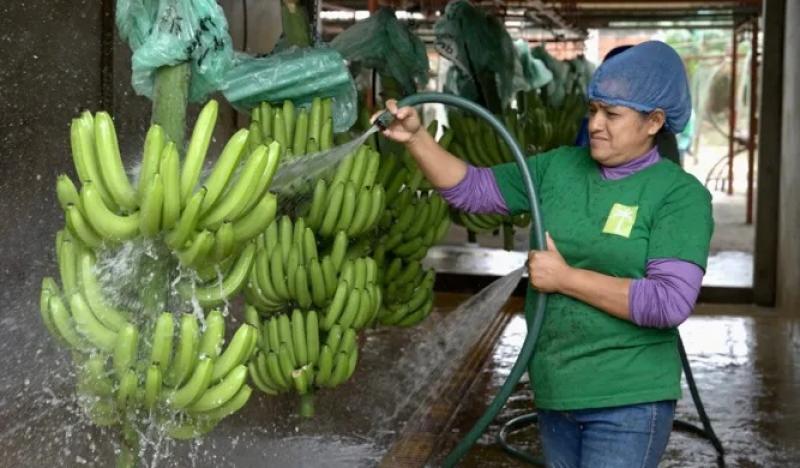 Exportaciones de banano de Ecuador crecieron en volumen 1.42% en 2024