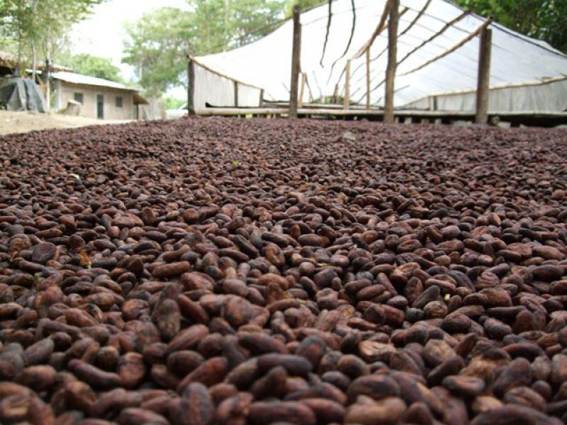 EXPORTACIONES DE CACAO CRECIERON 130% LOS ÚLTIMOS 5 AÑOS