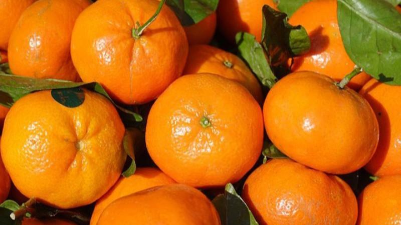 Exportaciones de cítricos de Perú crecerían en volumen entre 10% y 12% este año