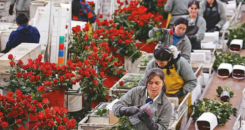 Exportaciones de flores frescas crecieron % en valor y volúmen en 2019