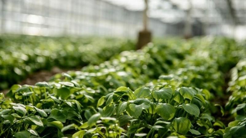 Exportaciones de hierbas, especias y condimentos alcanzaron los US$ 609.9 millones