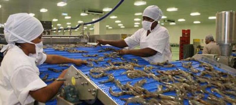 EXPORTACIONES DE LANGOSTINOS SUMARON US$ 106 MILLONES EN LOS PRIMEROS 7 MESES DEL AÑO