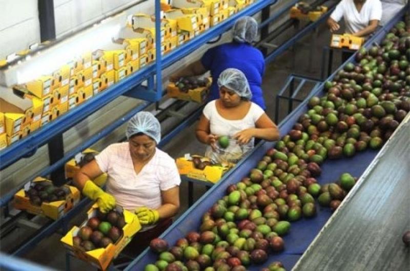 EXPORTACIONES DE MANGO CAYERON 34.5%