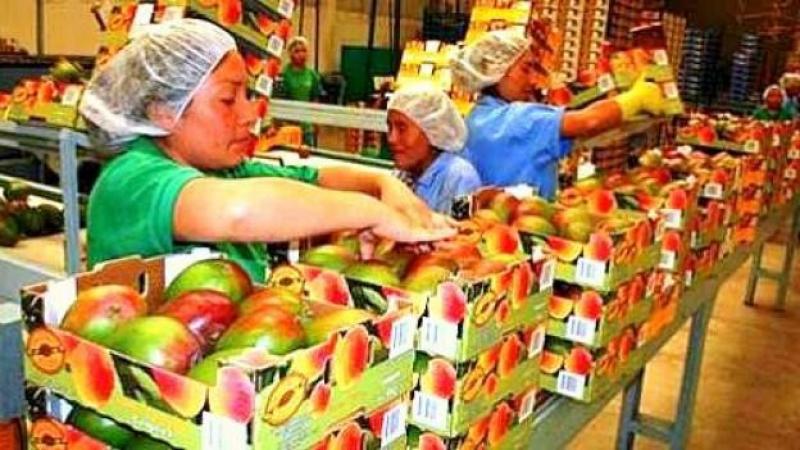Exportaciones de mango de Perú crecen 193% en volumen y 53% en valor hasta la semana 22