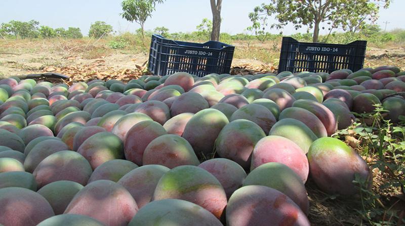 Exportaciones de mango fresco crecieron 11% en la campaña 2017/2018