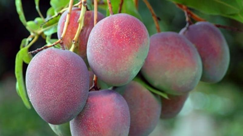Exportaciones de mango marcaron récord histórico de US$ 284 millones