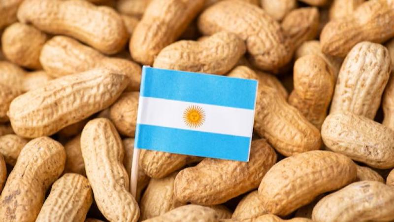 Exportaciones de maní por parte de Argentina sumaron US$ 1.190 millones en 2024