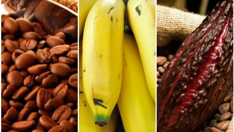 Exportaciones de productos agrícolas orgánicos crecieron 56.9% en valor en 2025