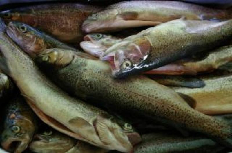 EXPORTACIONES DE TRUCHAS CAEN 43.8% DURANTE ENERO Y SETIEMBRE DE ESTE AÑO