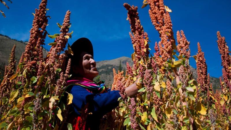 Exportaciones globales de quinua no superaron los US$ 304 millones en 2024