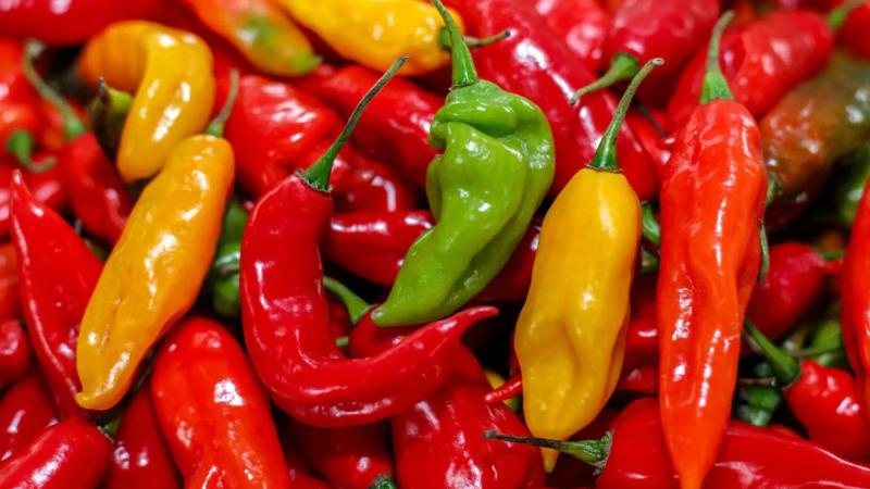 Exportaciones peruanas de ajíes y pimientos sumaron US$ 328 millones