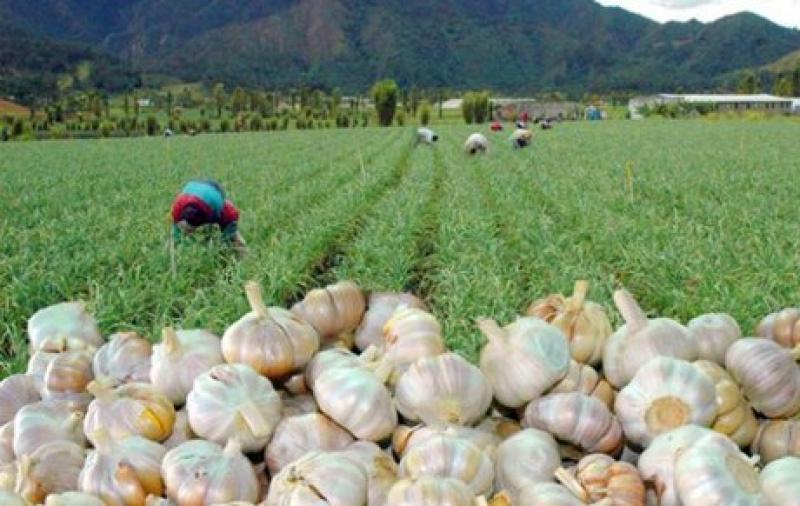 Exportaciones peruanas de ajos crecieron 46% en 2020