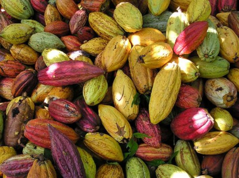 EXPORTACIONES PERUANAS DE CACAO CRECIERON 79% EN PRIMER TRIMESTRE DEL AÑO