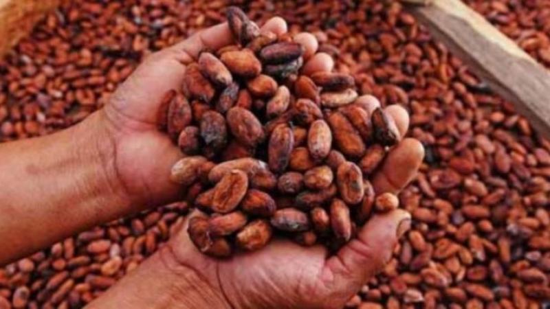 Exportaciones peruanas de cacao en grano sumaron US$ 754 millones entre enero y noviembre de 2024, mostrando un alza de 263.6%