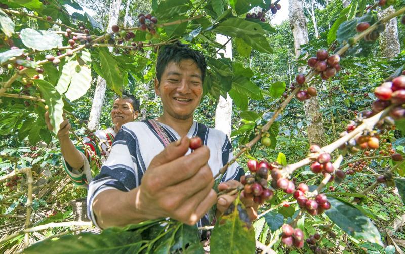 Exportaciones peruanas de café alcanzaron los US$ 1.579 millones