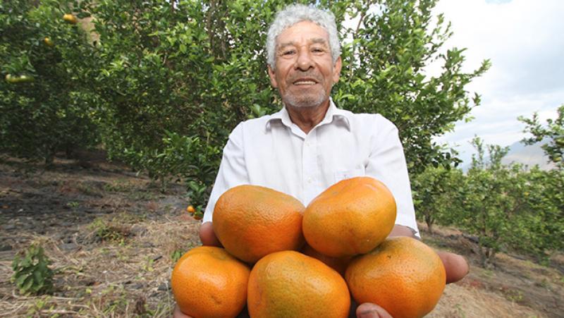 Exportaciones peruanas de cítricos superaron las 100 mil toneladas entre enero y mayo de 2025