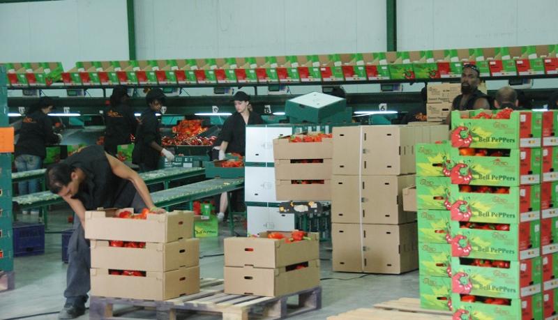 Exportaciones peruanas de envases y embalajes sumaron US$ 1,417 millones en 2024