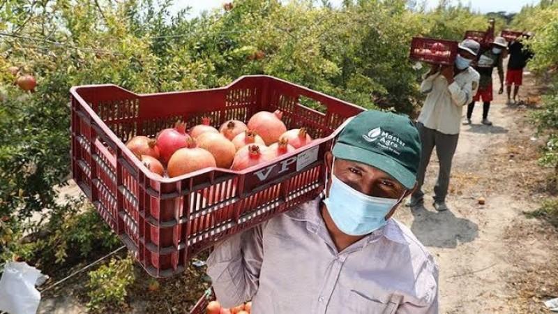 Exportaciones peruanas de granada fresca alcanzan récord