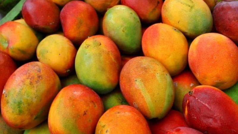 Exportaciones peruanas de mango fresco caerían 20% en la presente campaña