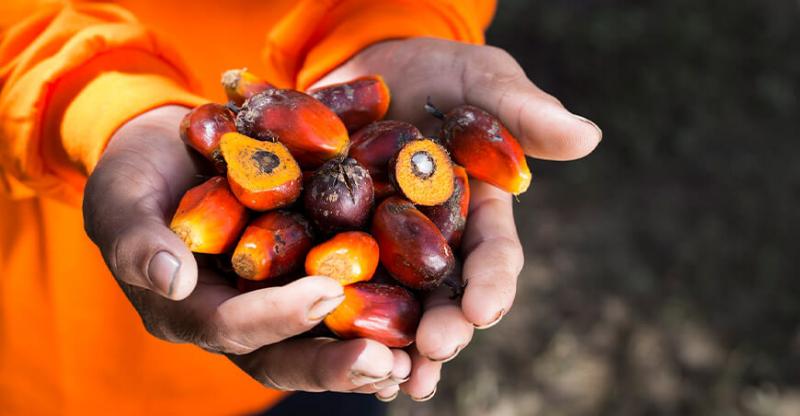 Exportaciones peruanas de palma aceitera cayeron -19% en volumen y -5% en valor en febrero de 2025