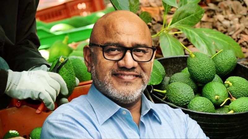 Exportaciones peruanas de palta Hass caerían en volumen 2% este año