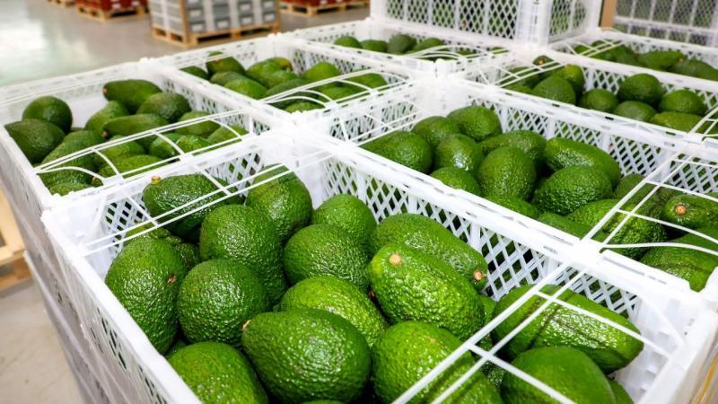 Exportaciones peruanas de paltas frescas crecieron en valor y volumen al primer trimestre