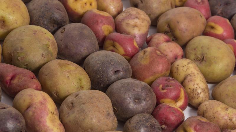 Exportaciones peruanas de papa y sus  derivados sumaron US$ 935 mil en el primer trimestre de 2025