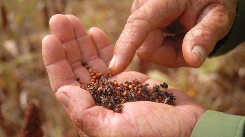 Exportaciones peruanas de semillas superaron los US$ 101.5 millones en 2025