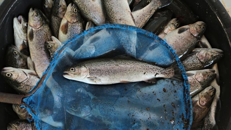 Exportaciones peruanas de trucha alcanzaron los US$ 32.826.670 en 2024