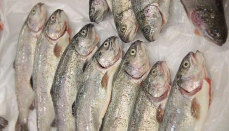 Exportaciones peruanas de trucha crecieron 41% de enero a noviembre de 2018