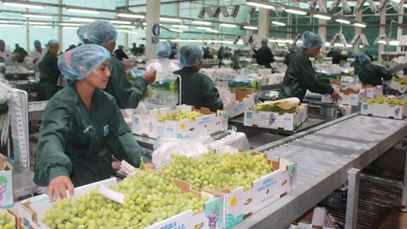 Exportaciones peruanas de uva de mesa alcanzarían las 86.123.321 cajas en la campaña 2025/2026, lo que significaría crecimiento de 4%