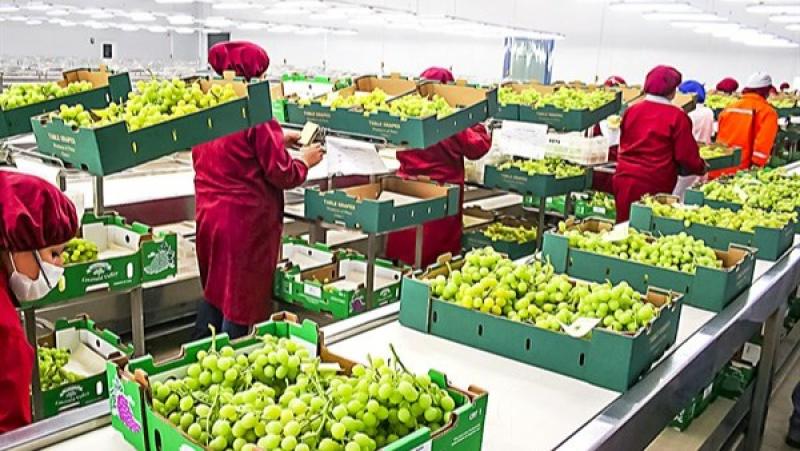 Exportaciones peruanas de uva fresca superarán los US$ 2.000 millones al cierre de la campaña 2024/2025