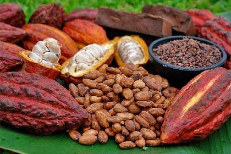 FABRICANTES DE CHOCOLATES MEXICANOS INTERESADAS EN CACAO ORGÁNICO PERUANO