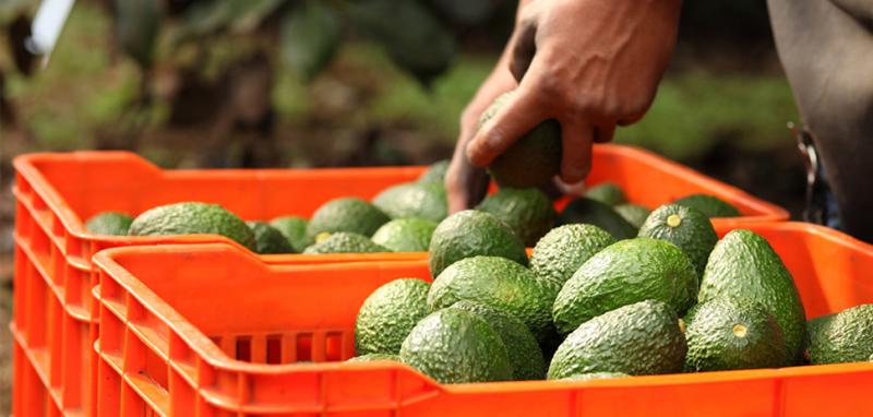 Falta de combustible pondría en peligro despachos  de aguacates mexicanos hacia EE.UU.