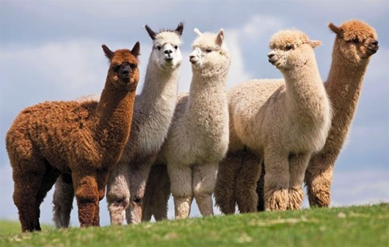 Fijan las cuotas de exportación de alpacas y llamas correspondientes al año 2019