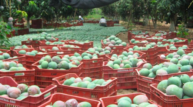 Financiarán proyectos productivos de exportación de mangos en Casma