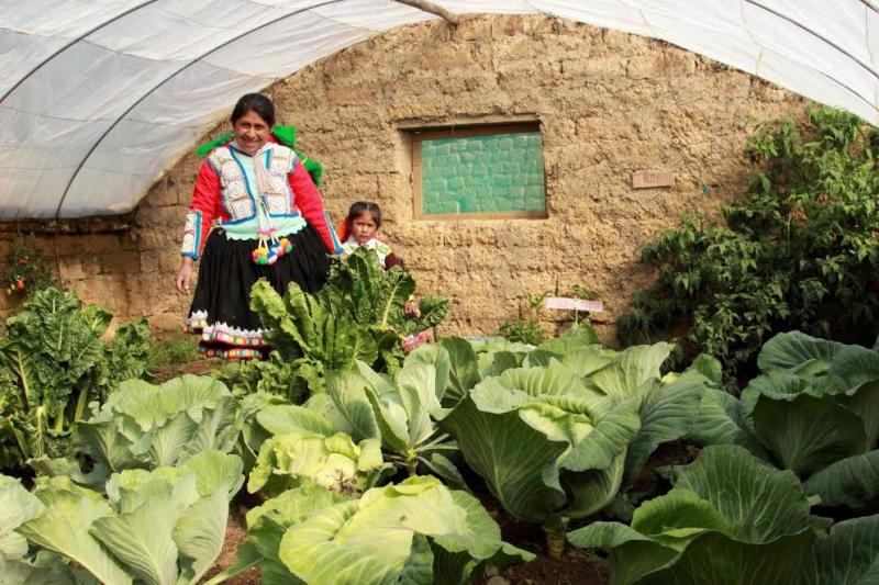 Fitotoldos mejoran la alimentación de pobladores de Huancavelica