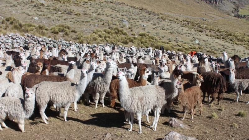Fondo AgroPerú aprobó programa para financiamiento directo de cadenas ganaderas