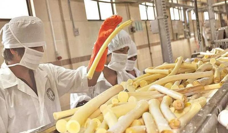 Francia y Estados fueron los principales destinos del palmito exportado por Perú en febrero de este año