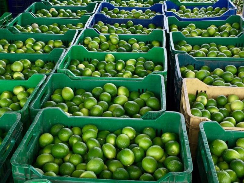 Frutícola Olmos construirá planta de empaque