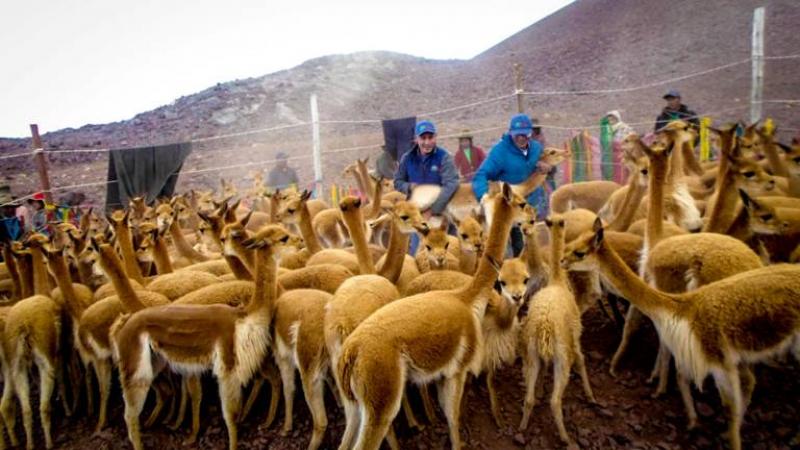 GANADEROS DE AUQUENIDOS VENDEN PRODUCTOS CON VALOR AGREGADO POR S/ 1.5 MILLONES