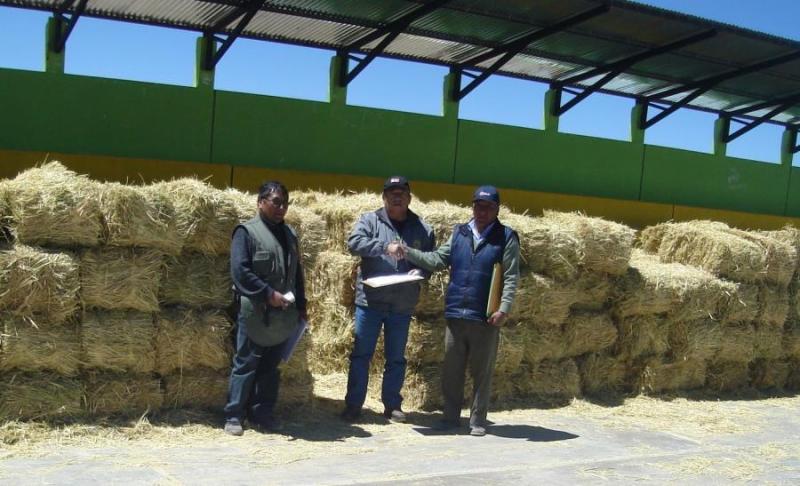GOBIERNO REGIONAL DE TACNA INVERTIRÁ 400 MIL SOLES PARA ALIMENTOS DE GANADO