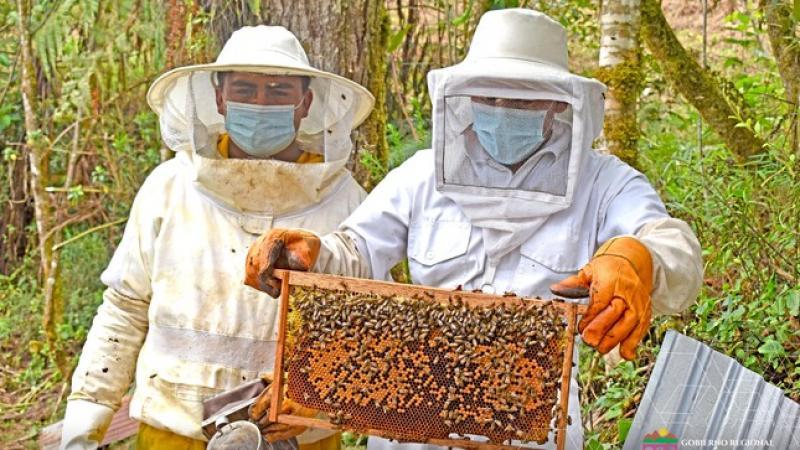 Golpes de calor pueden matar a las abejas y reducen la producción de miel