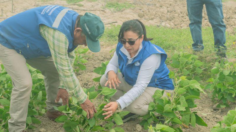 Gore introduce cultivo de soya en el Bajo Piura