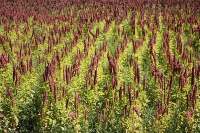 GRUPO CAMPOSUR SEMBRARÁ QUINUA Y TRIGO EN AREQUIPA